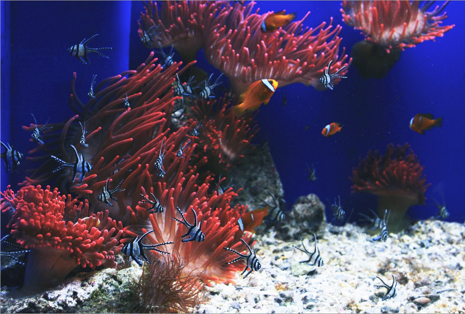 Fish swimming among red corals.