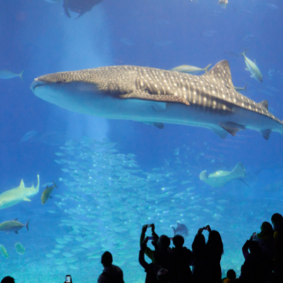 Visitors taking photos of a shark.