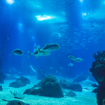 Fish swimming in an aquarium.