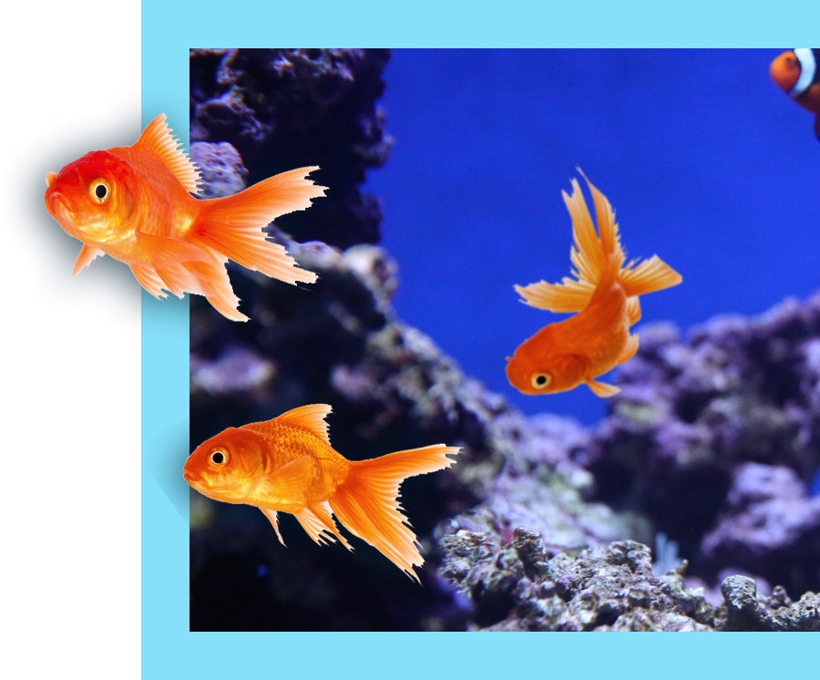 Three orange fishes.