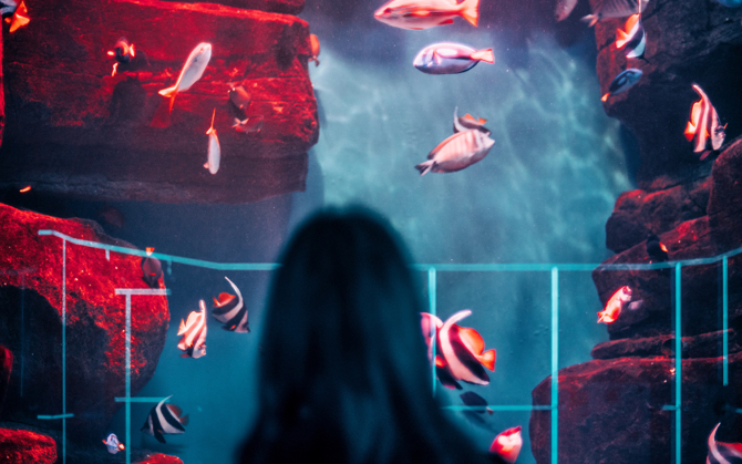 A person looking at fishes in a large aquarium