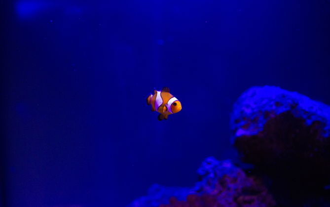 A single clownfish swimming in the dark.