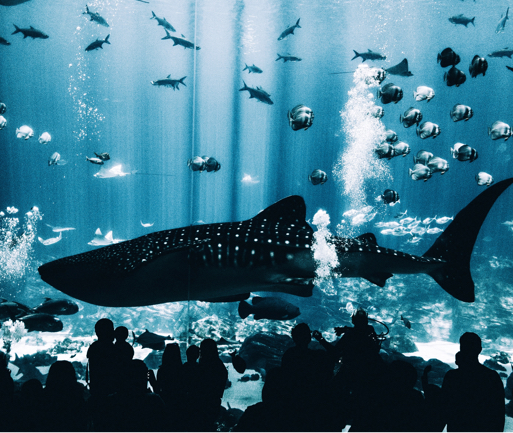 Visitors viewing a shark in an aquarium.