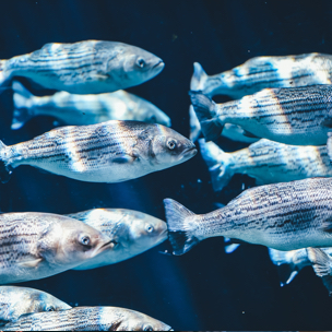 A school of silver fish.